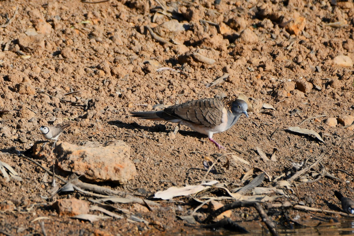 Bar-shouldered Dove - ML643750251