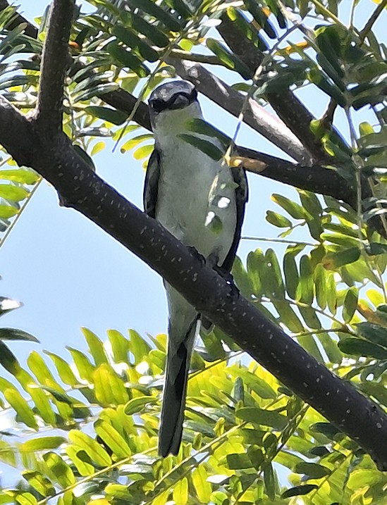Ashy Minivet - ML643750295