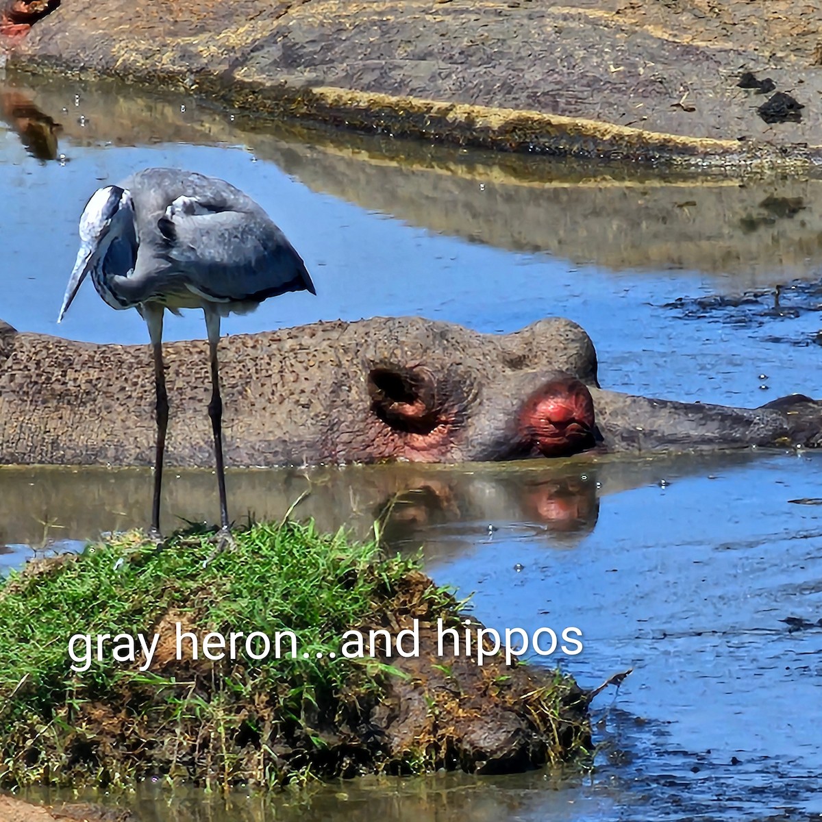 Gray Heron - ML643750298