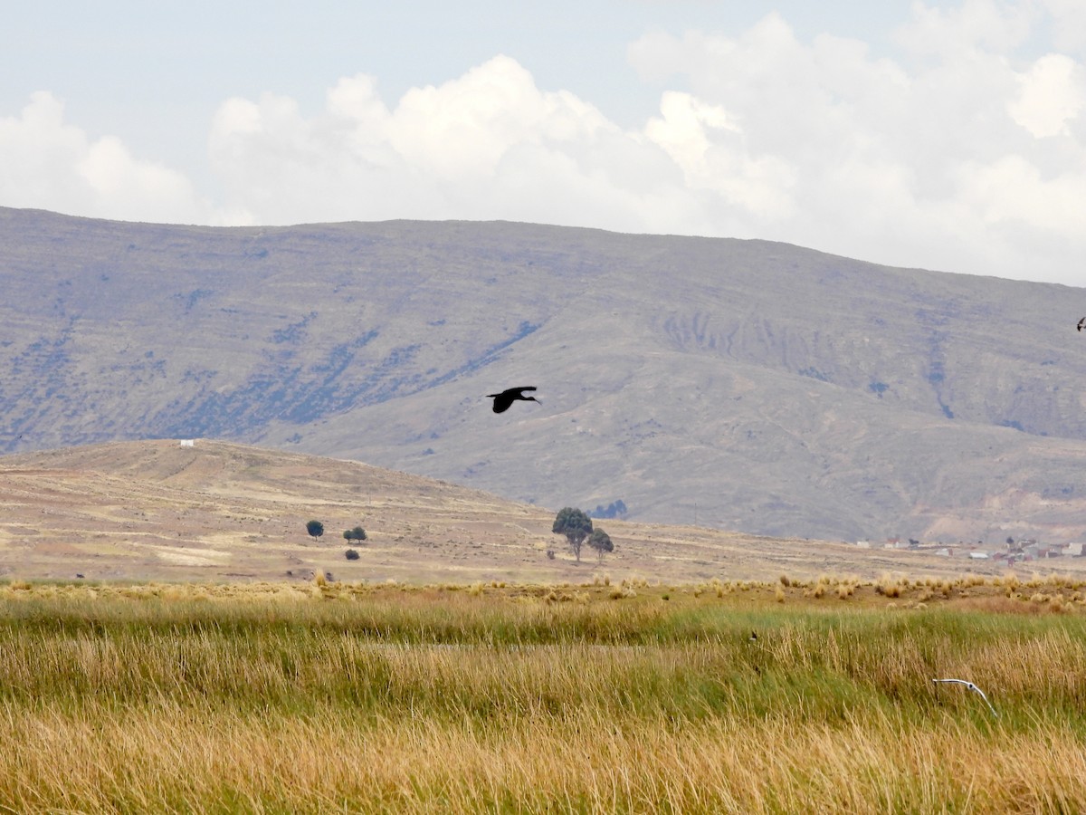 Puna Ibis - ML643750305
