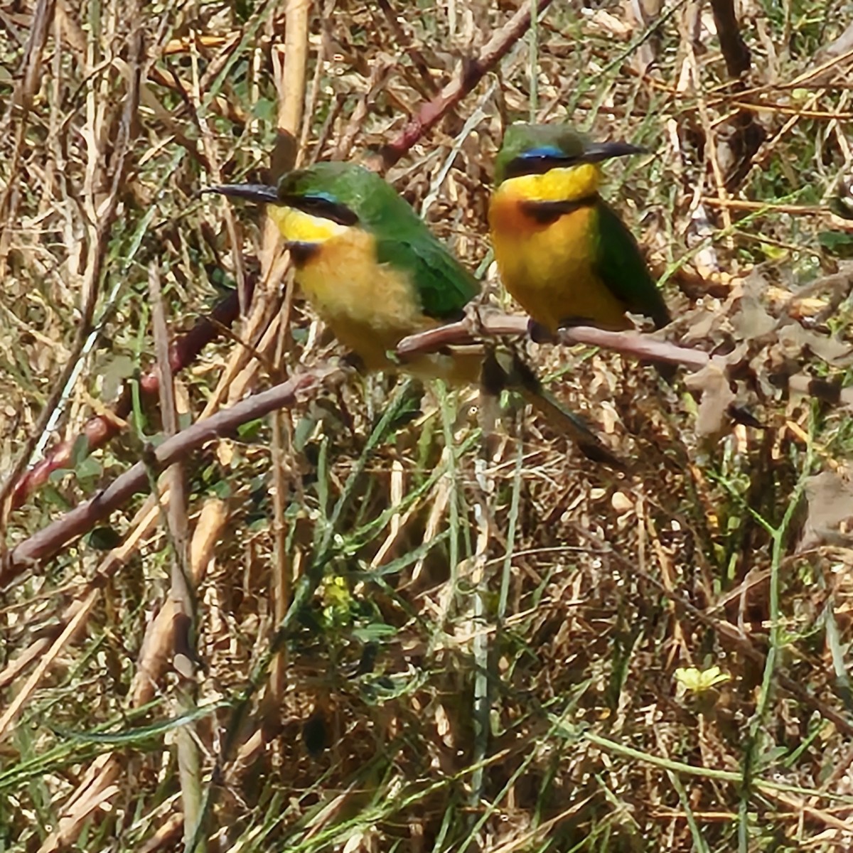 Little Bee-eater - ML643750312