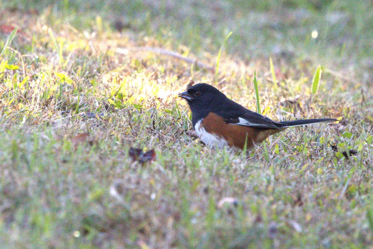 Eastern Towhee - ML643750328
