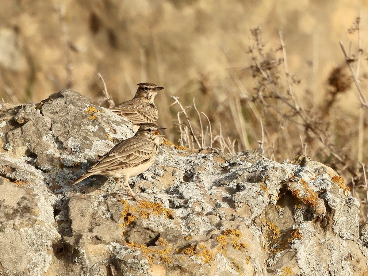 Thekla's Lark - ML643750350