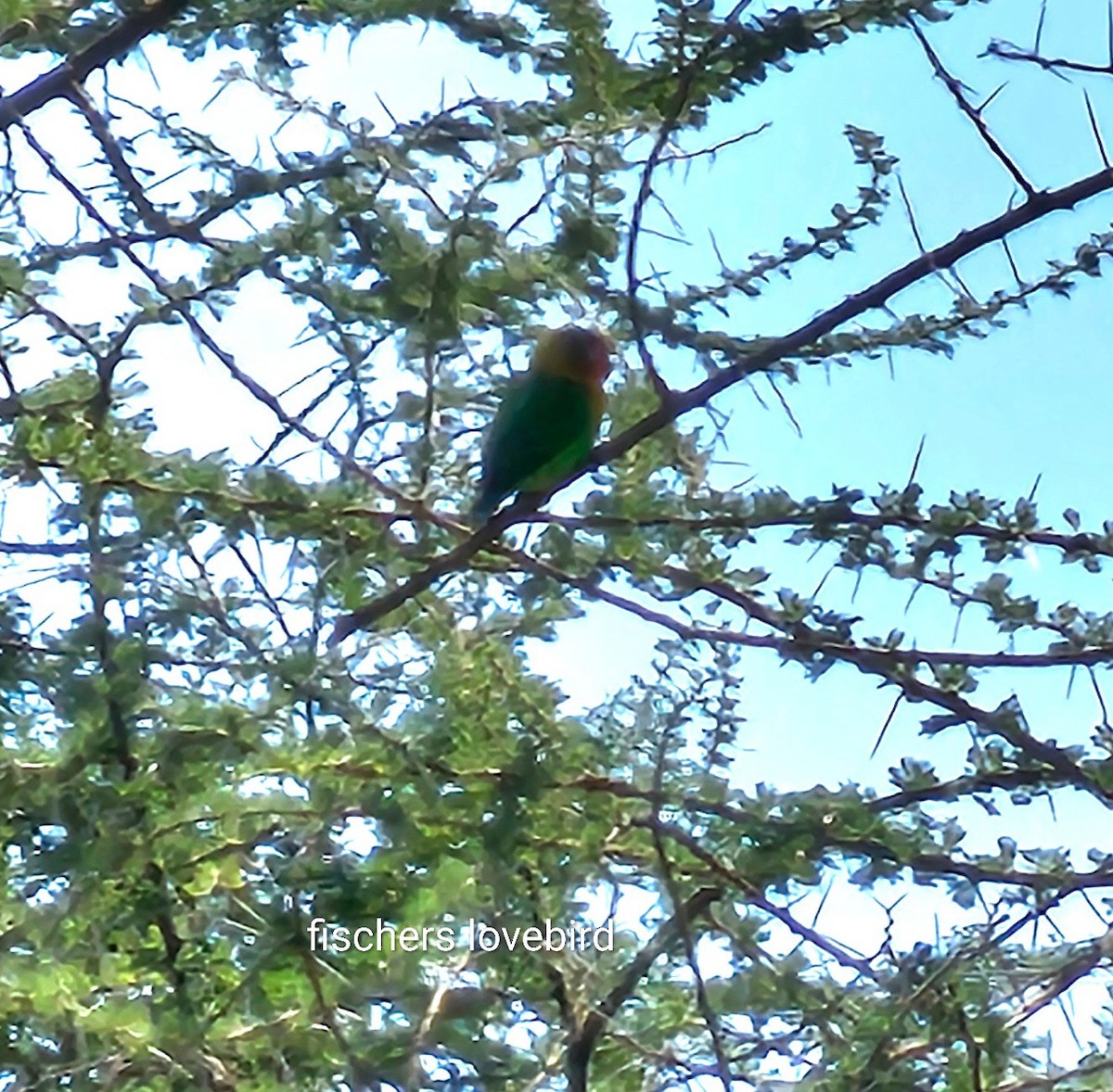 Fischer's Lovebird - ML643750355