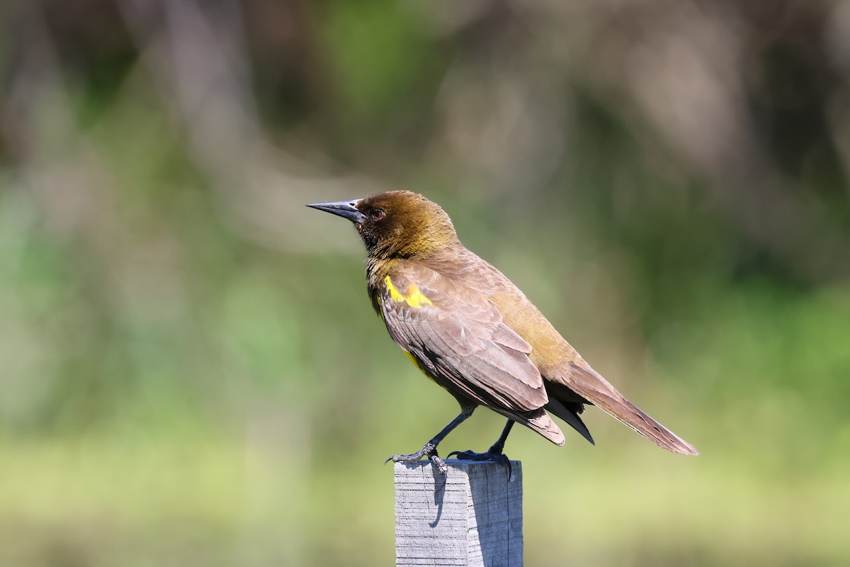 brungumptrupial - ML643750370