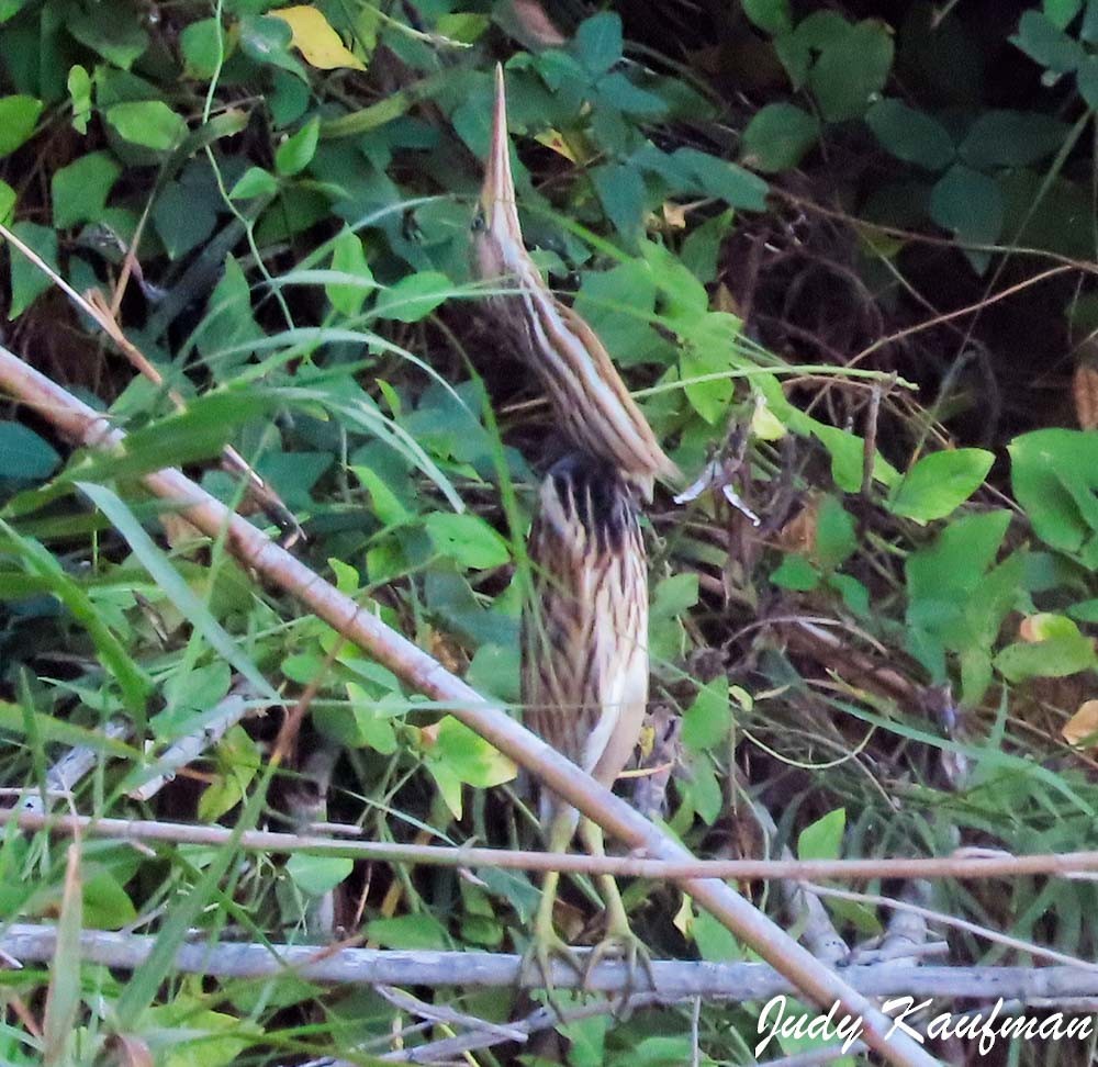 Little Bittern - ML643750376