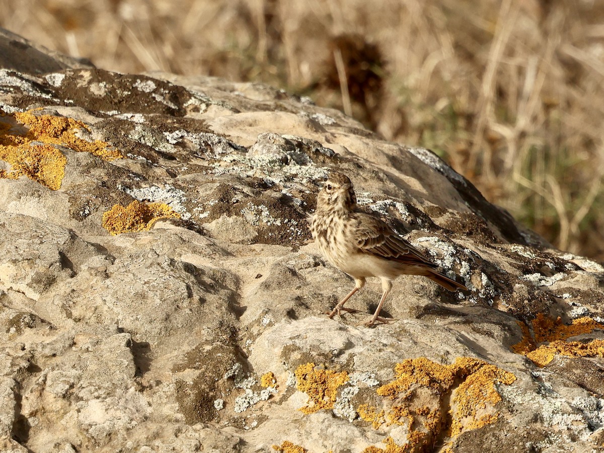 Thekla's Lark - ML643750389