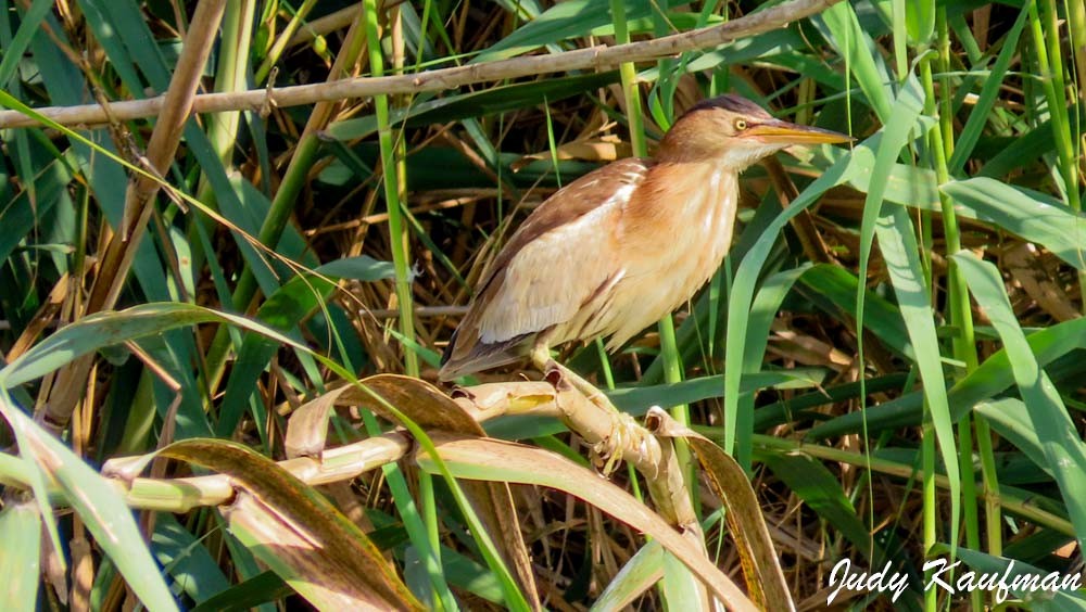 Little Bittern - ML643750390