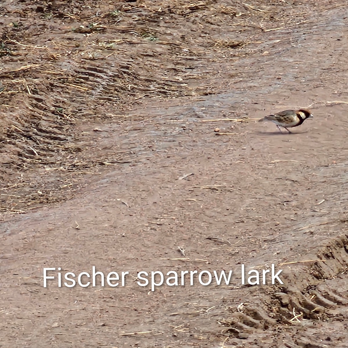 Fischer's Sparrow-Lark - ML643750405