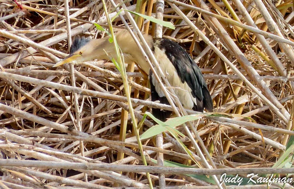 Little Bittern - ML643750410