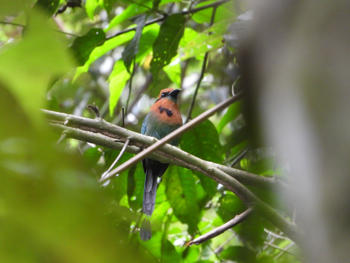 Broad-billed Motmot - ML643750414