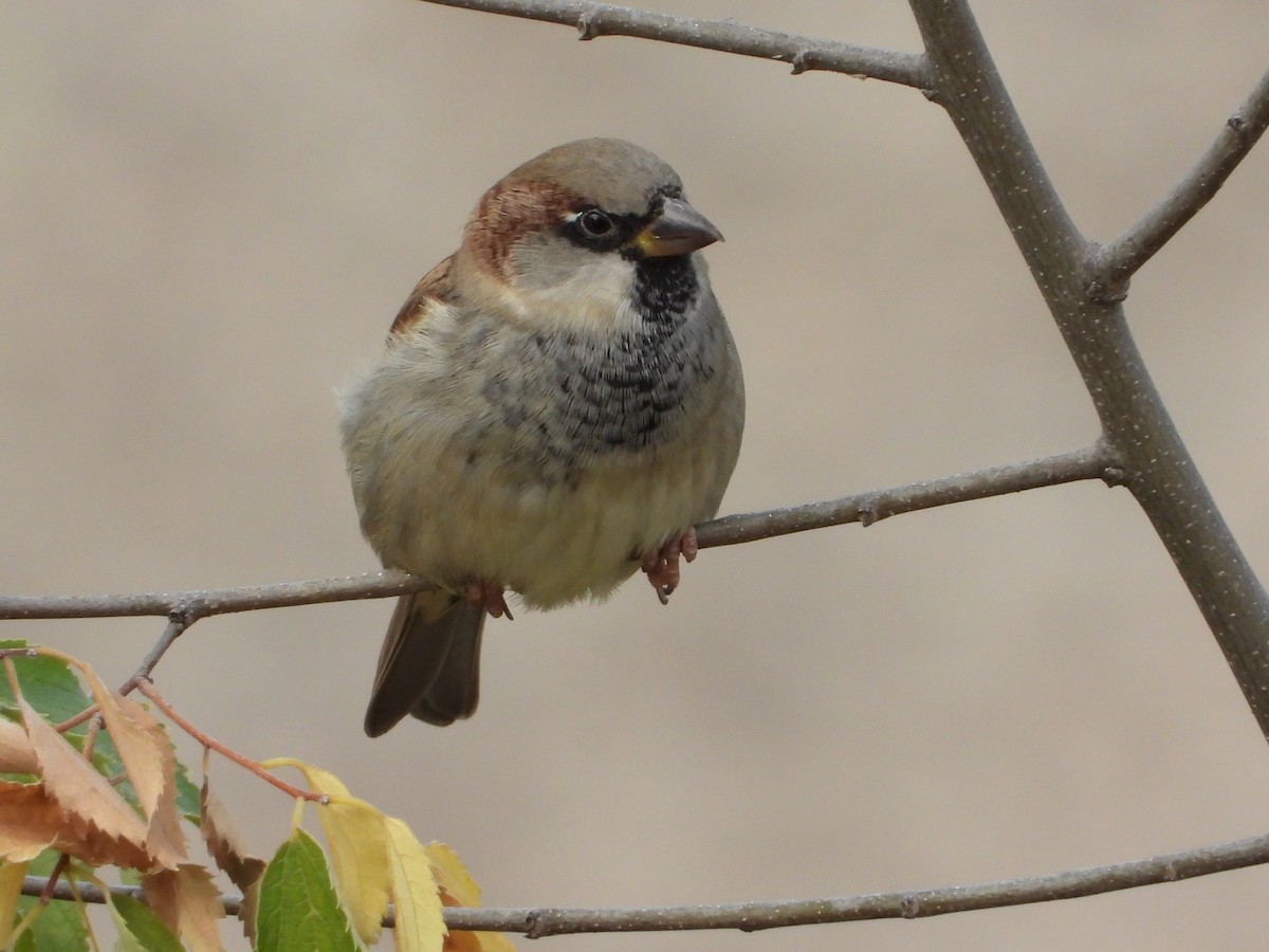 House Sparrow - ML643750418