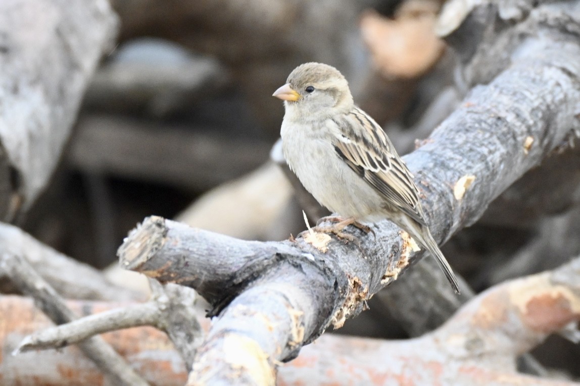 House Sparrow - ML643750420