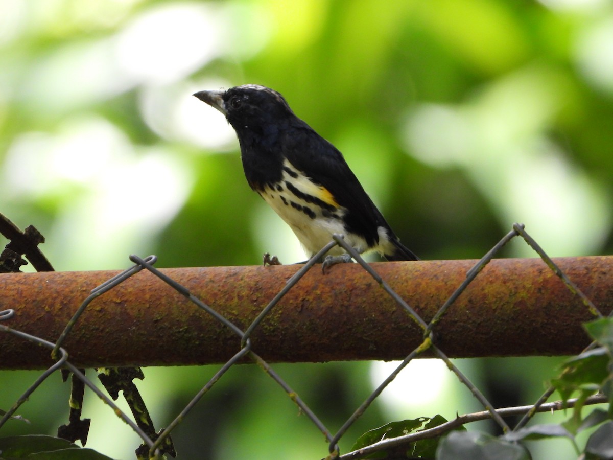 Spot-crowned Barbet - ML643750422