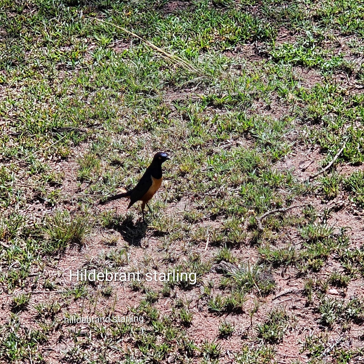 Hildebrandt's Starling - ML643750424