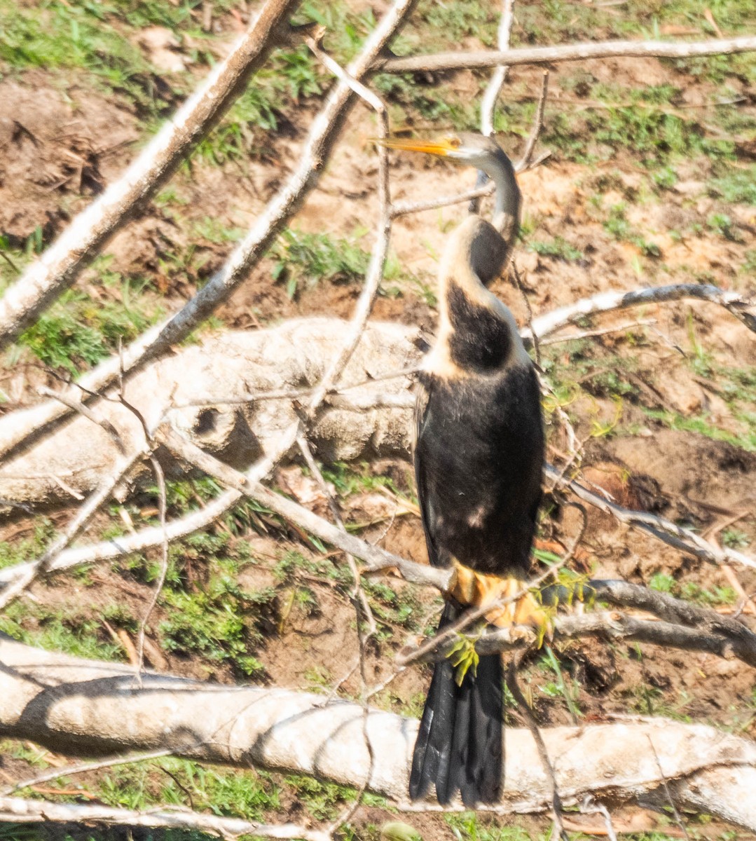 Anhinga asiarra - ML643750454