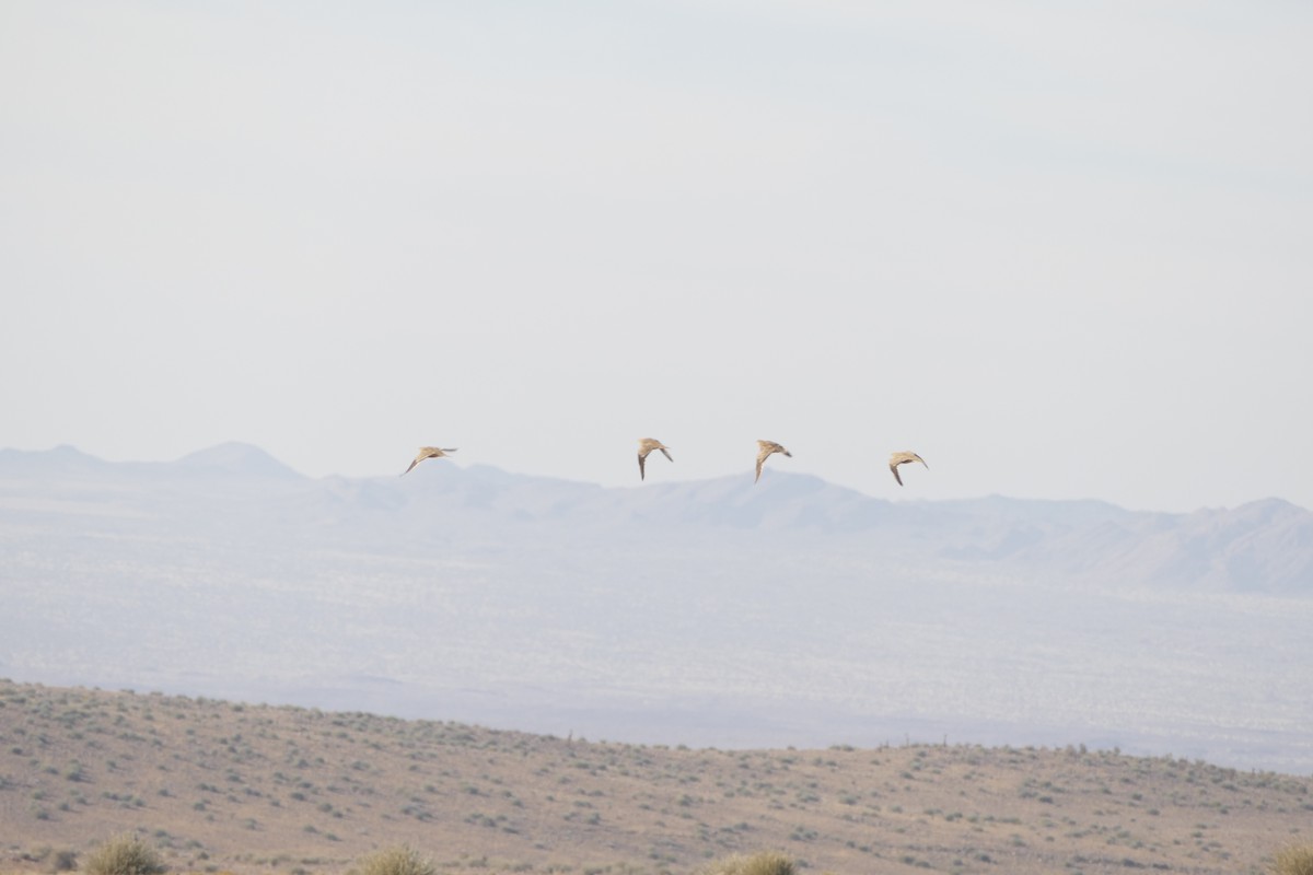 Namaqua Sandgrouse - ML643750469