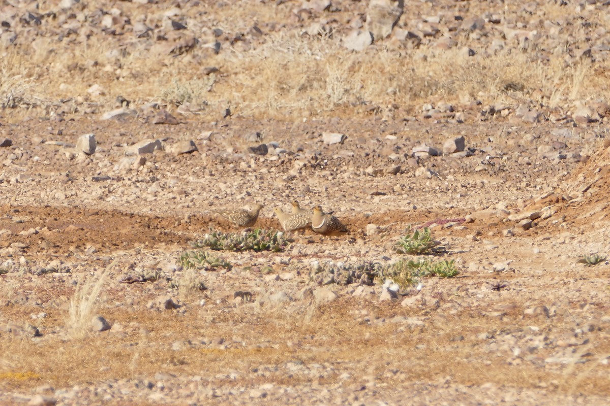 Namaqua Sandgrouse - ML643750470
