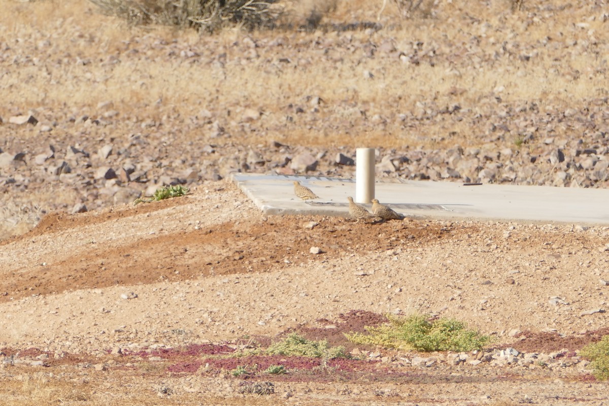 Namaqua Sandgrouse - ML643750471