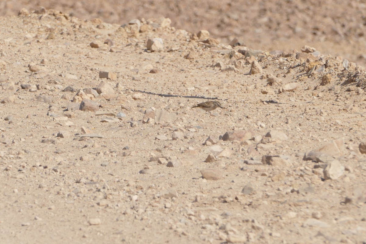 Sabota Lark - ML643750489