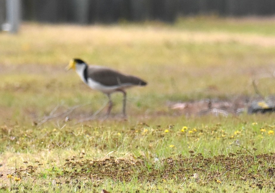 Masked Lapwing - ML643750491