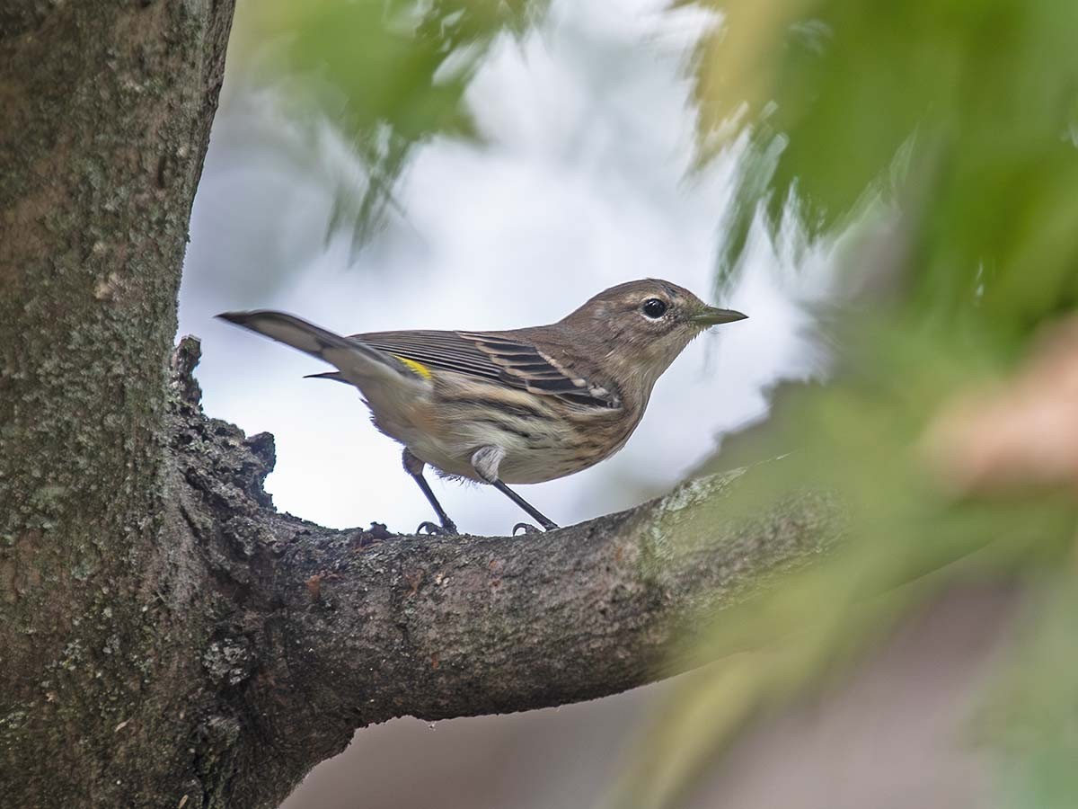 Yellow-rumped Warbler - ML643750495