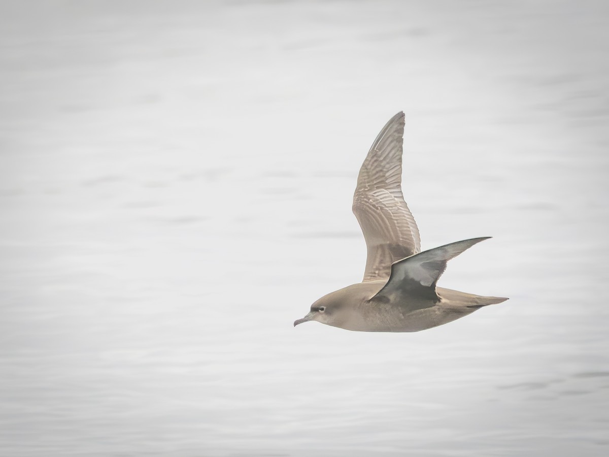 ハシボソミズナギドリ - ML643750499