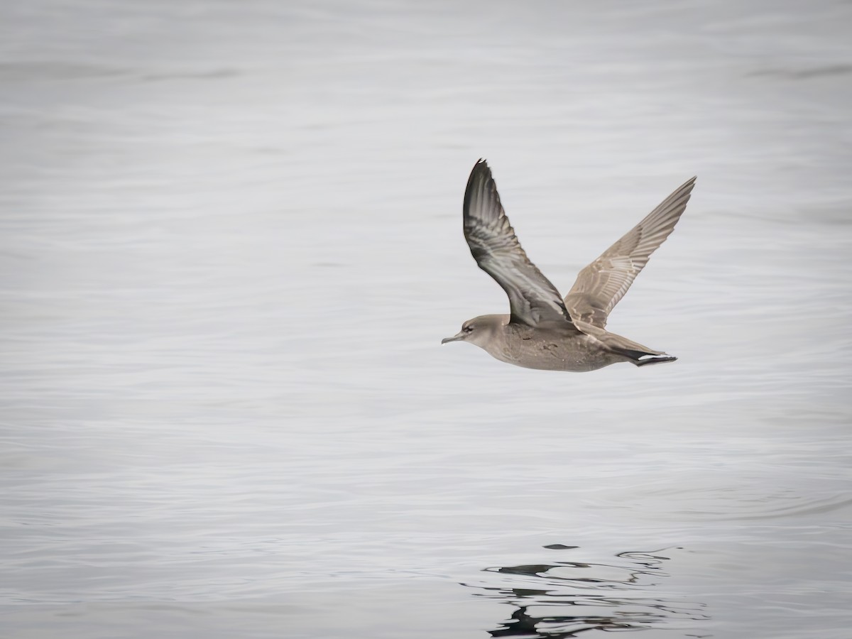 ハシボソミズナギドリ - ML643750500