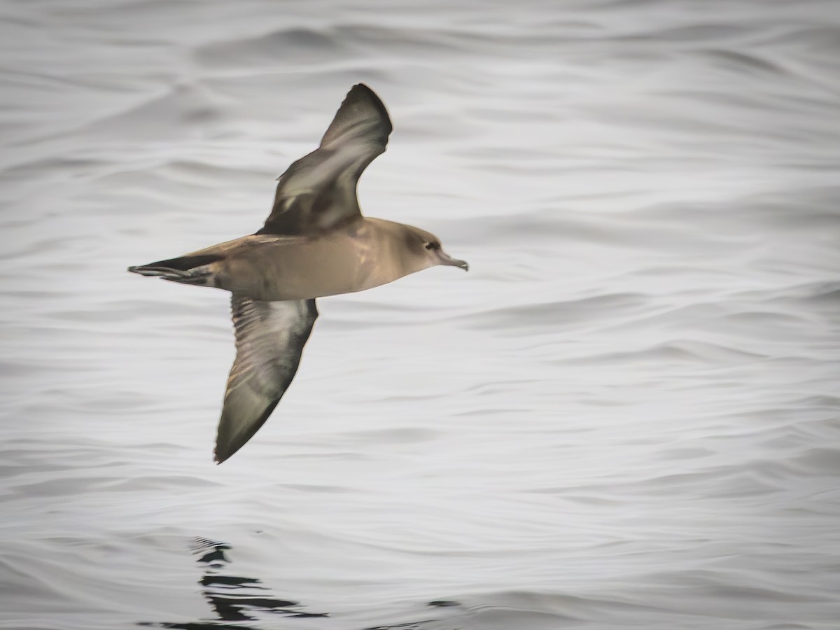 ハシボソミズナギドリ - ML643750502