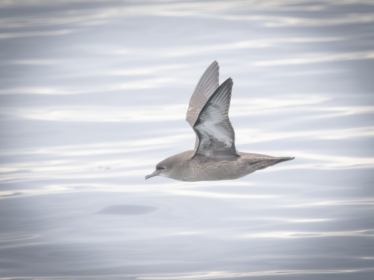 ハシボソミズナギドリ - ML643750504