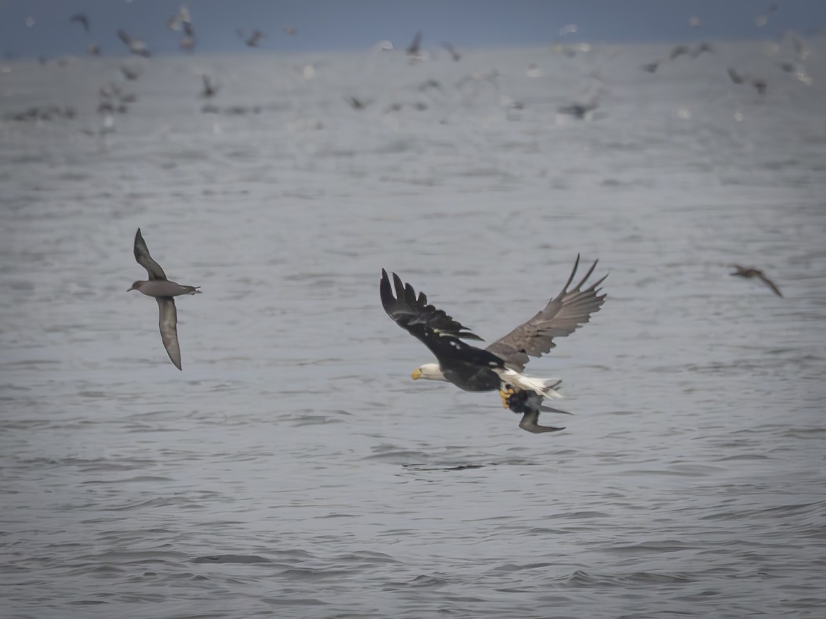 ハシボソミズナギドリ - ML643750505