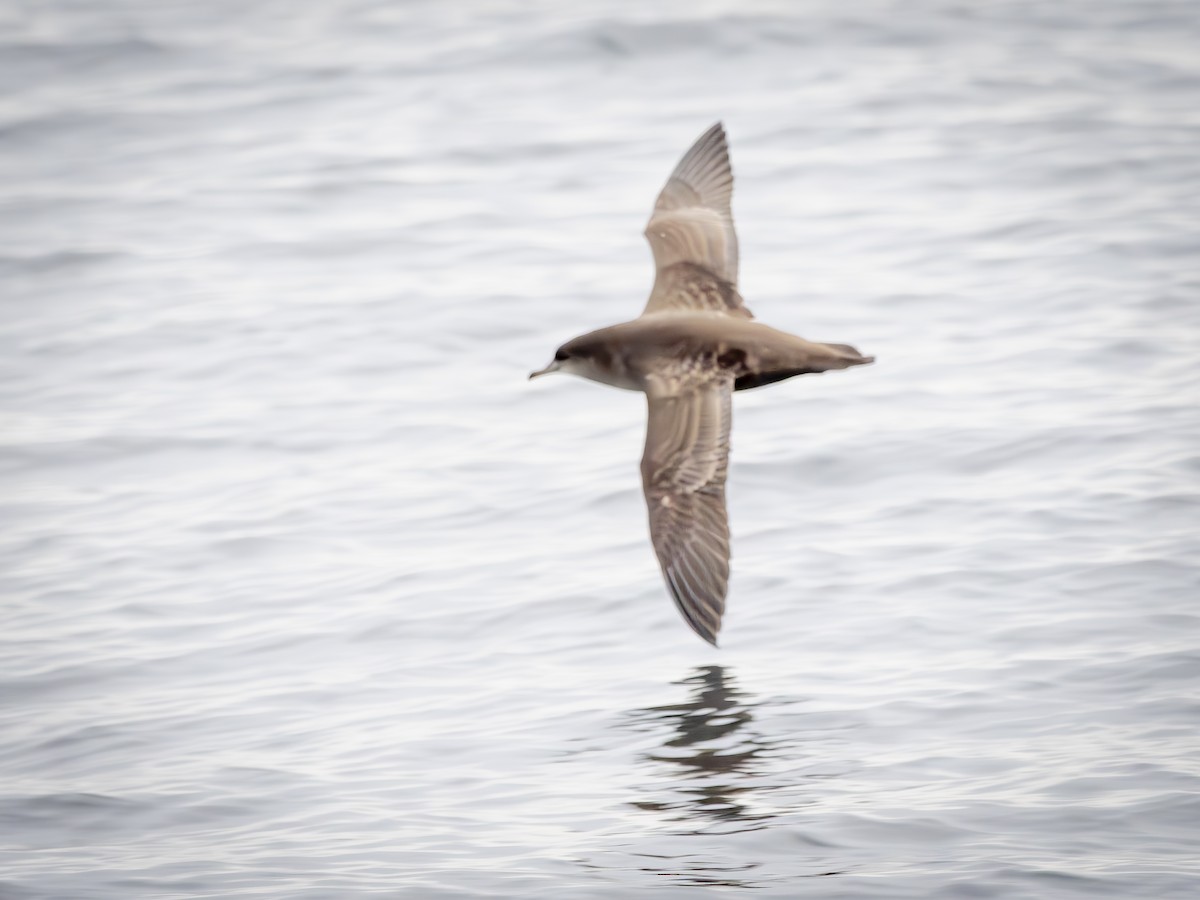 ハシボソミズナギドリ - ML643750506