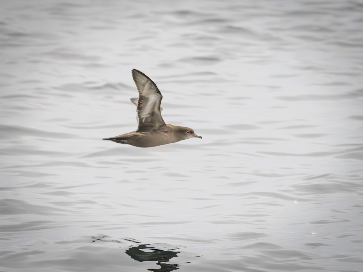 ハシボソミズナギドリ - ML643750507