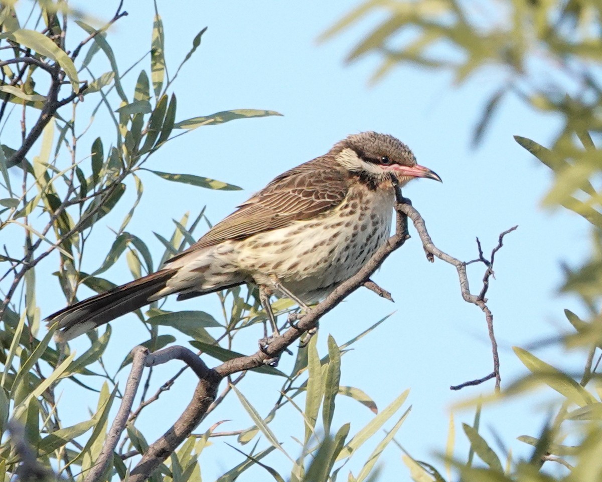 Spiny-cheeked Honeyeater - ML643750515
