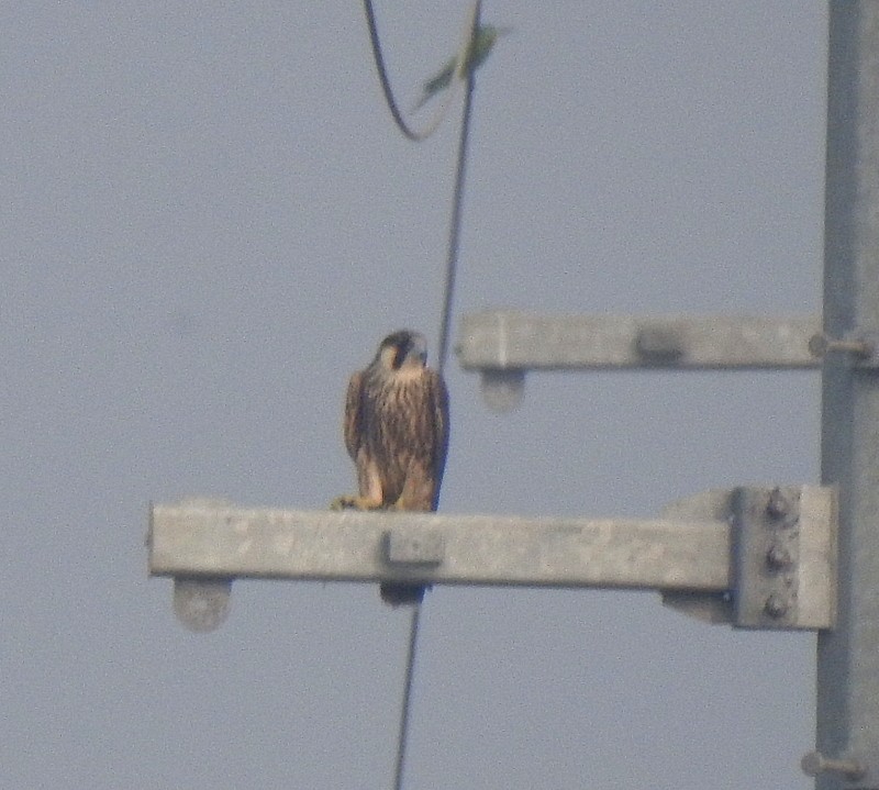 Peregrine Falcon - ML643750520