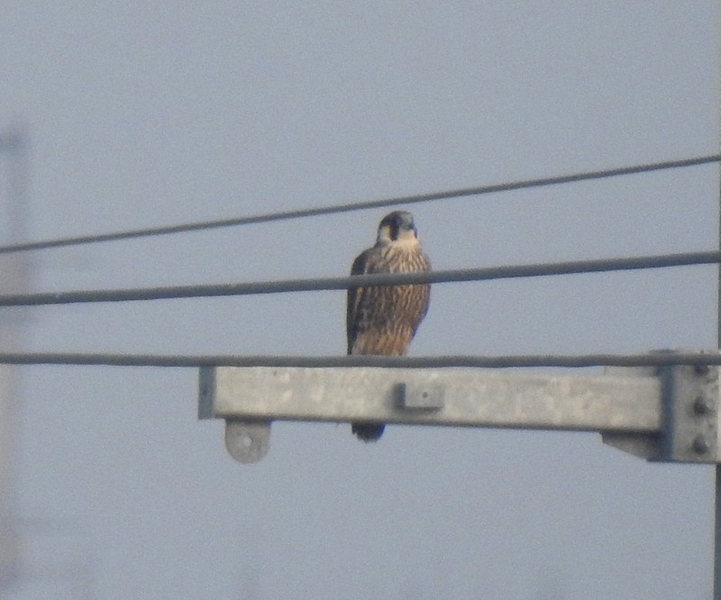 Peregrine Falcon - ML643750521