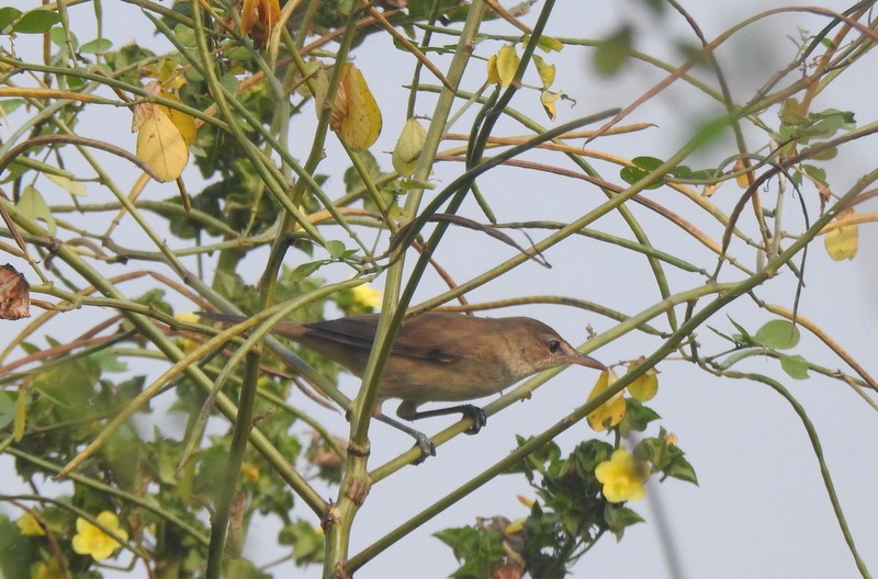 Clamorous Reed Warbler - ML643750538