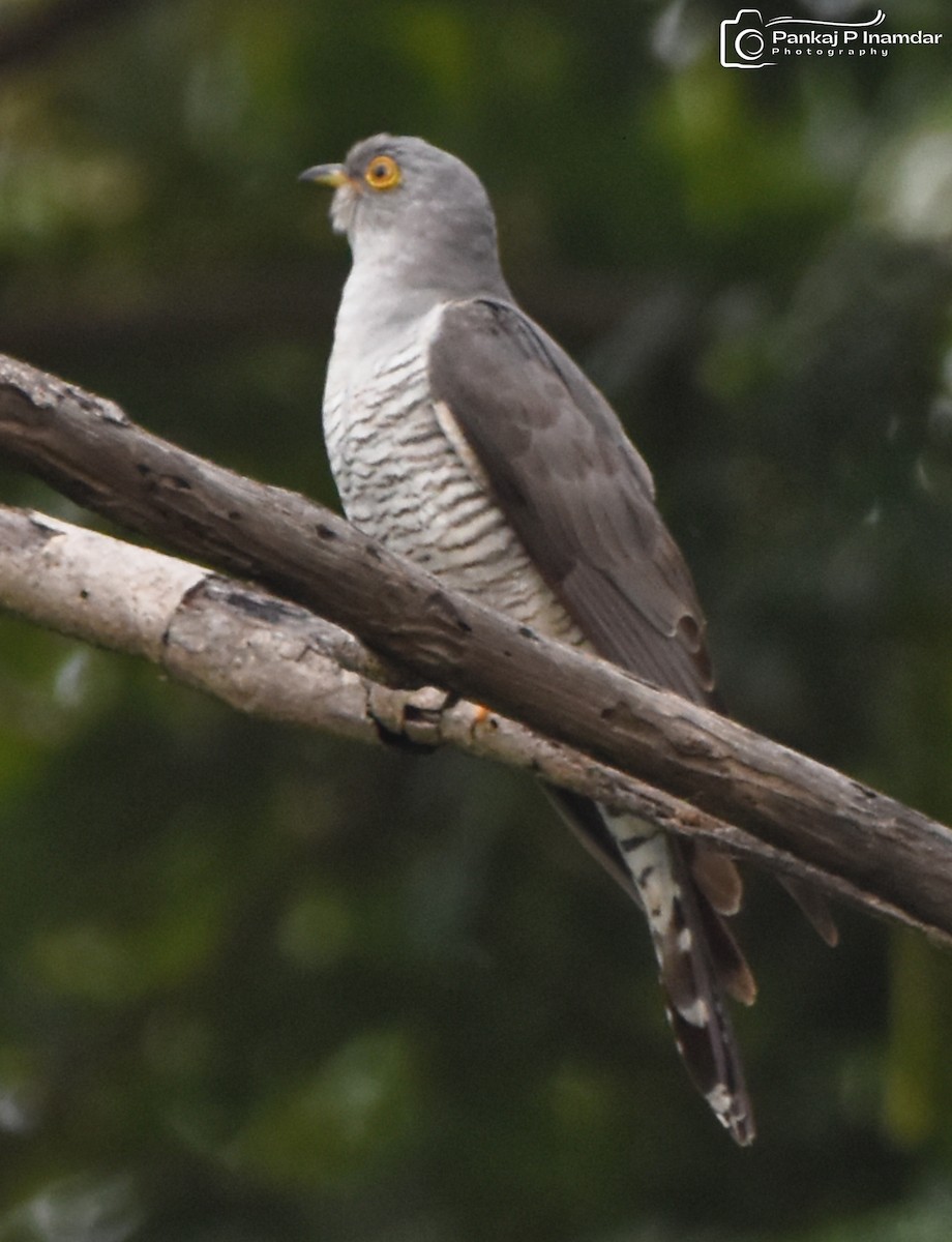 Common Cuckoo - ML643750539