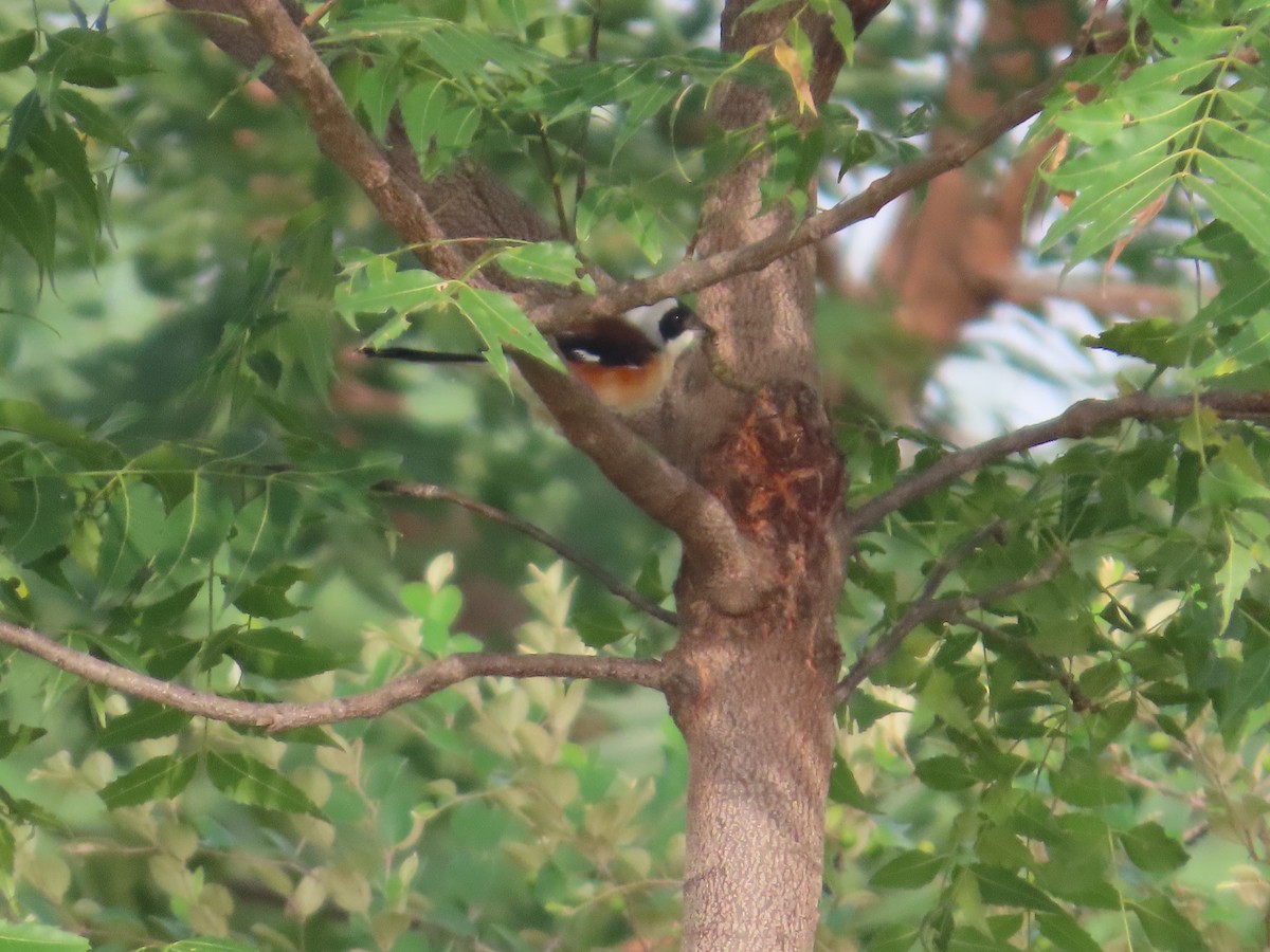 Bay-backed Shrike - ML643750544