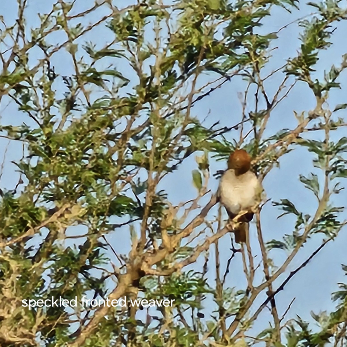 Speckle-fronted Weaver - ML643750545