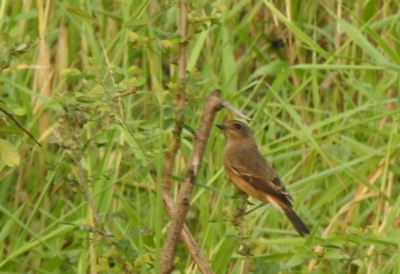 Pied Bushchat - ML643750547