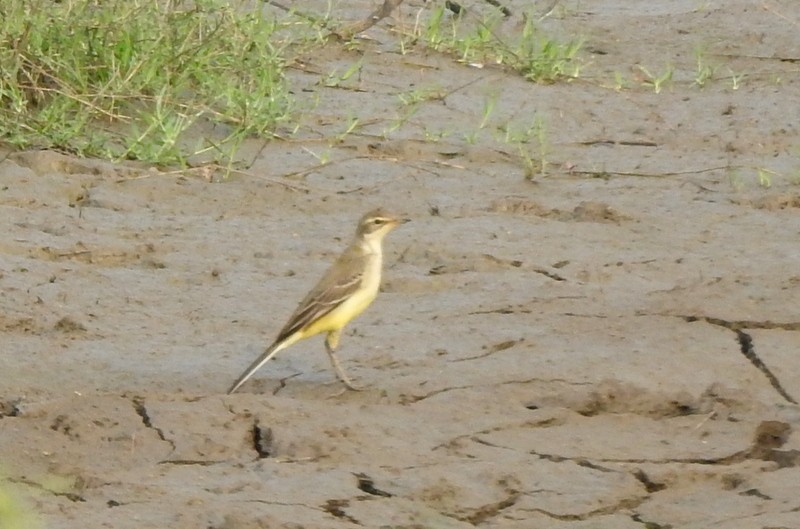 Western Yellow Wagtail - ML643750559