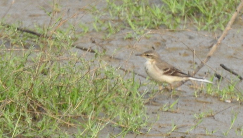 Western Yellow Wagtail - ML643750560