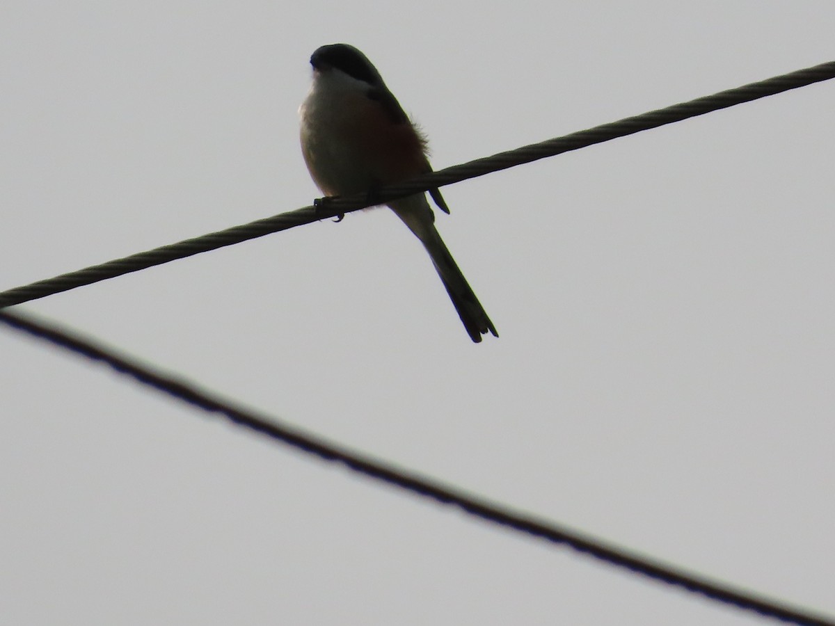 Long-tailed Shrike - ML643750561