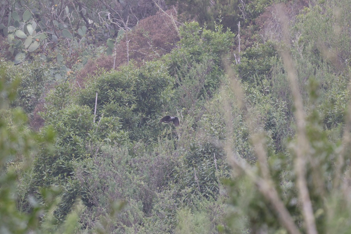 カナリーバト - ML643750569