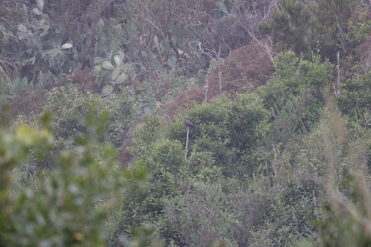 カナリーバト - ML643750570