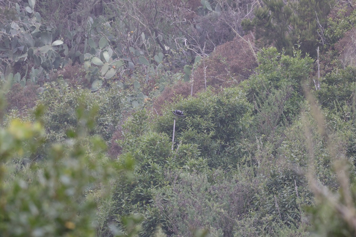 カナリーバト - ML643750571