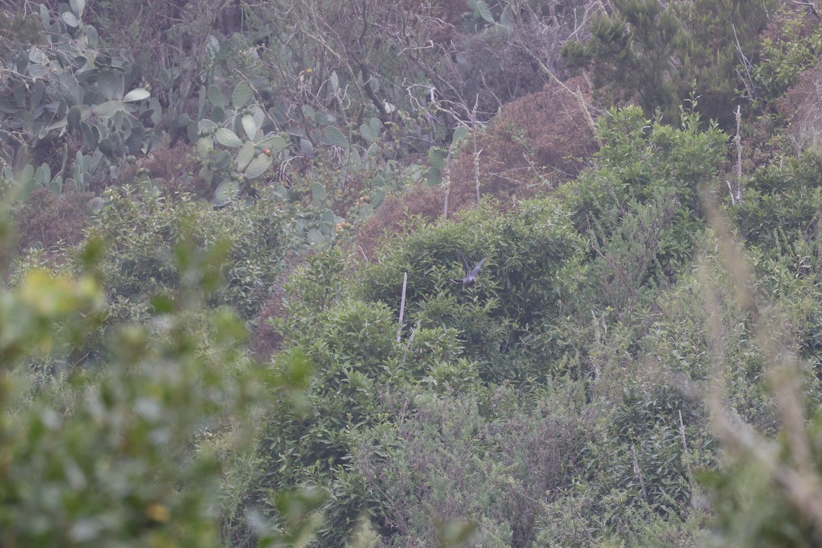 カナリーバト - ML643750572