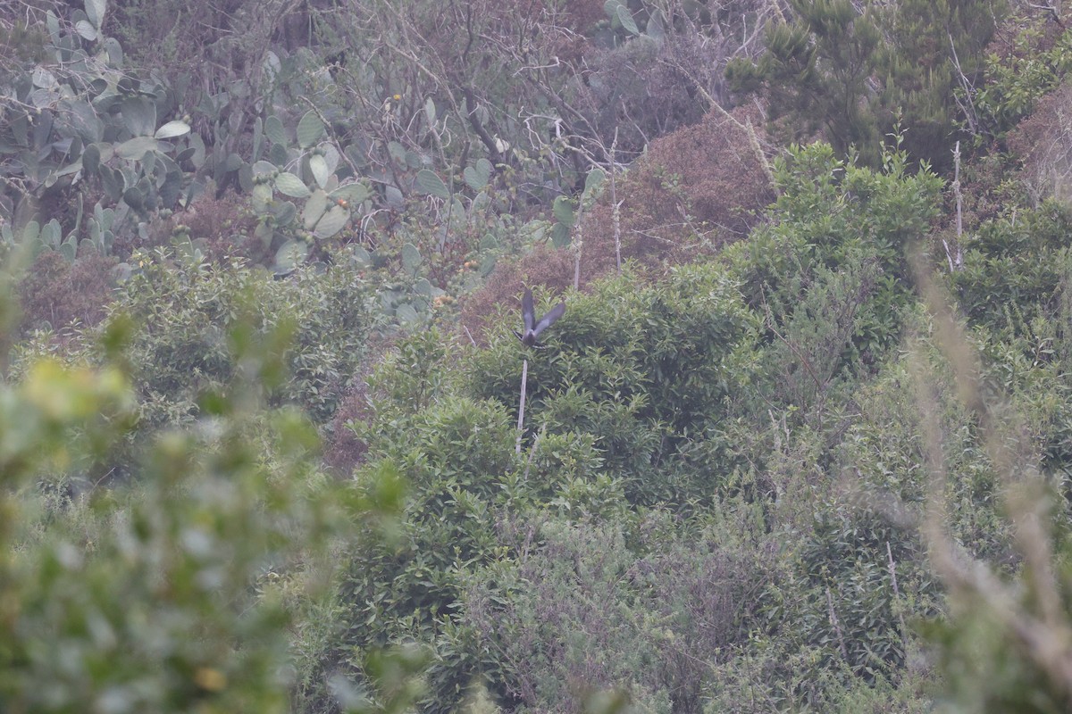 カナリーバト - ML643750573