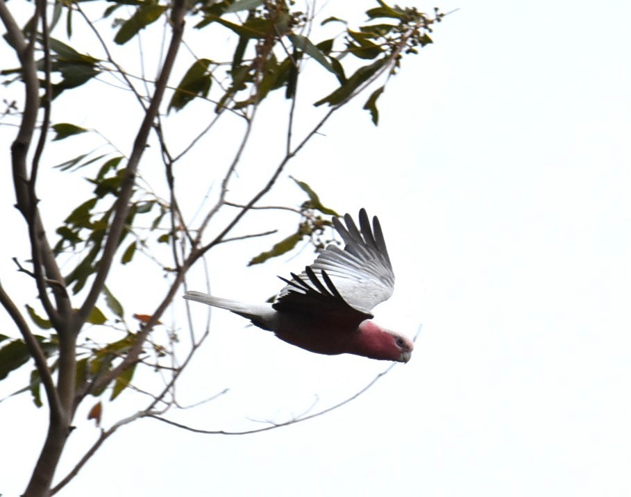 Galah - ML643750593